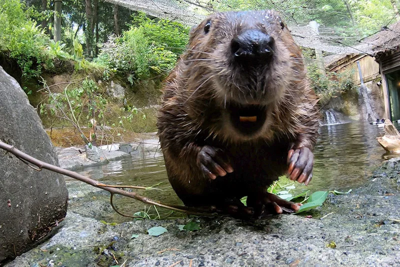 The conservation of beavers in the wild插图