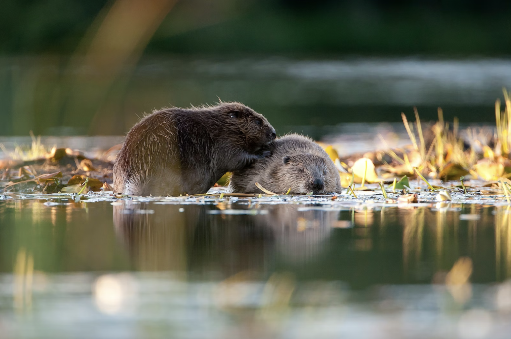 The conservation of beavers in the wild插图1