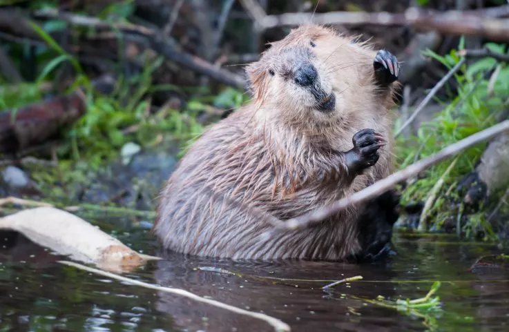 The conservation of beavers in the wild插图2