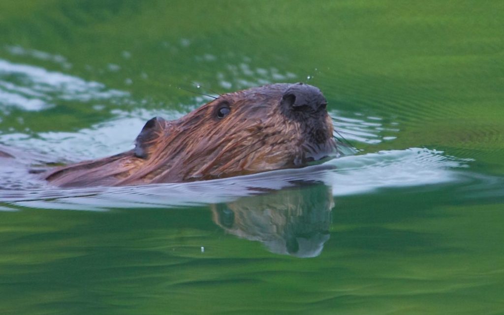 Beavers and their relationship with humans – friend or foe?插图