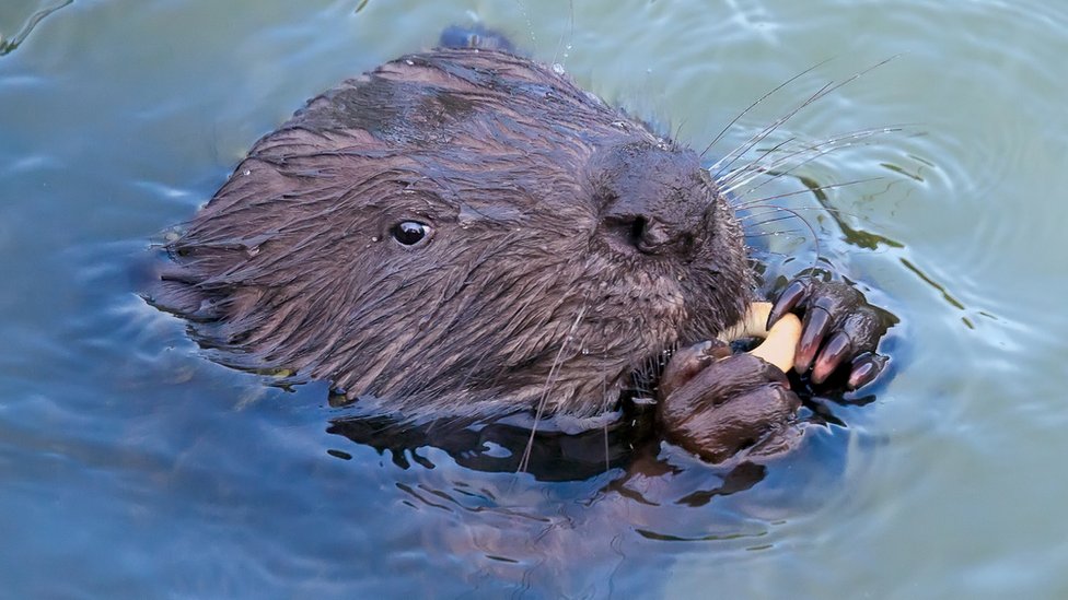 Beavers and their relationship with humans – friend or foe?插图2