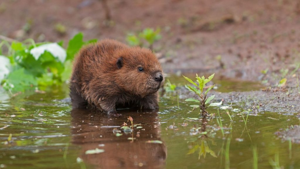 How beavers build their dams?插图