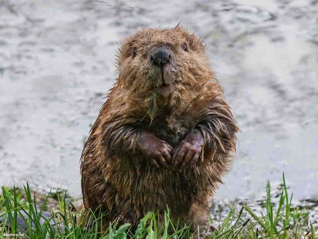 The lifespan of beavers插图2