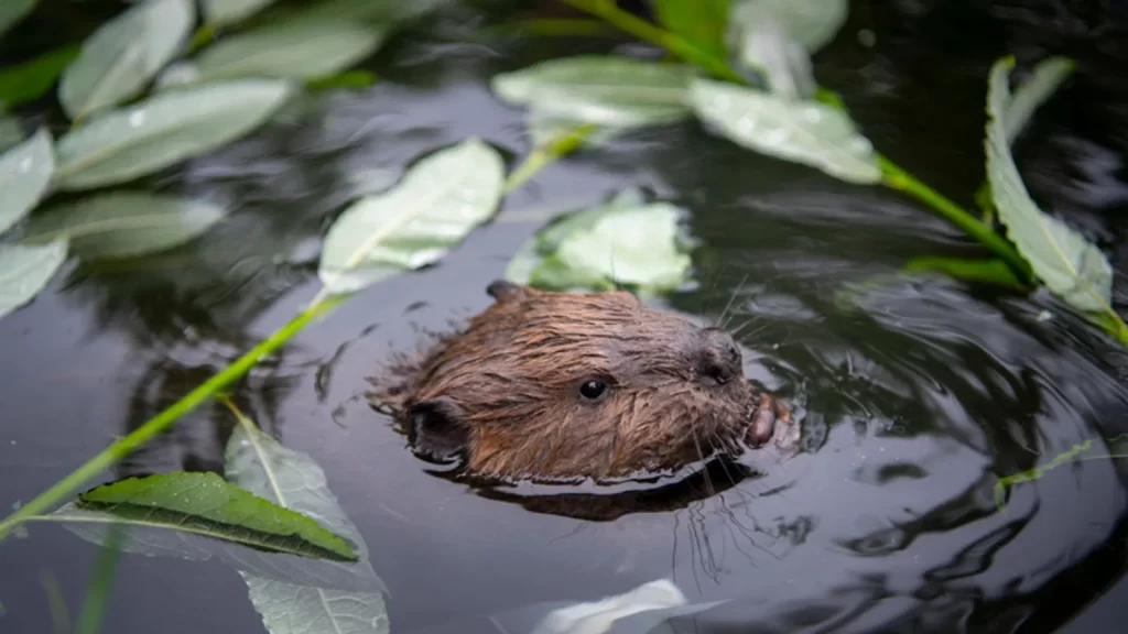 How beavers build their dams?插图1
