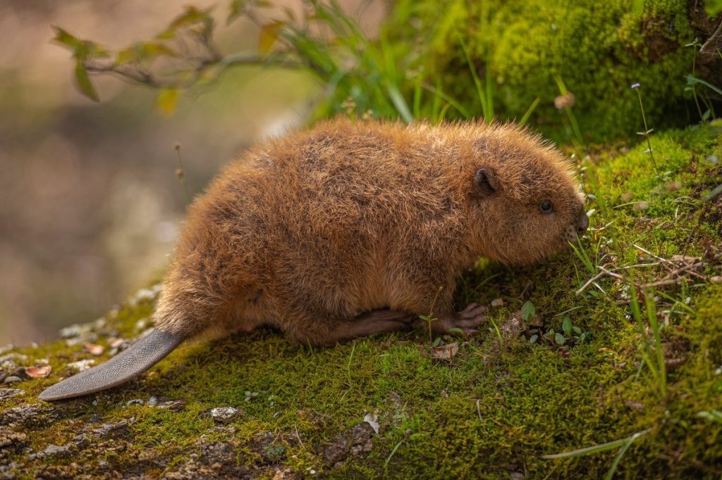 The impact of beavers on water flow and habitat插图1