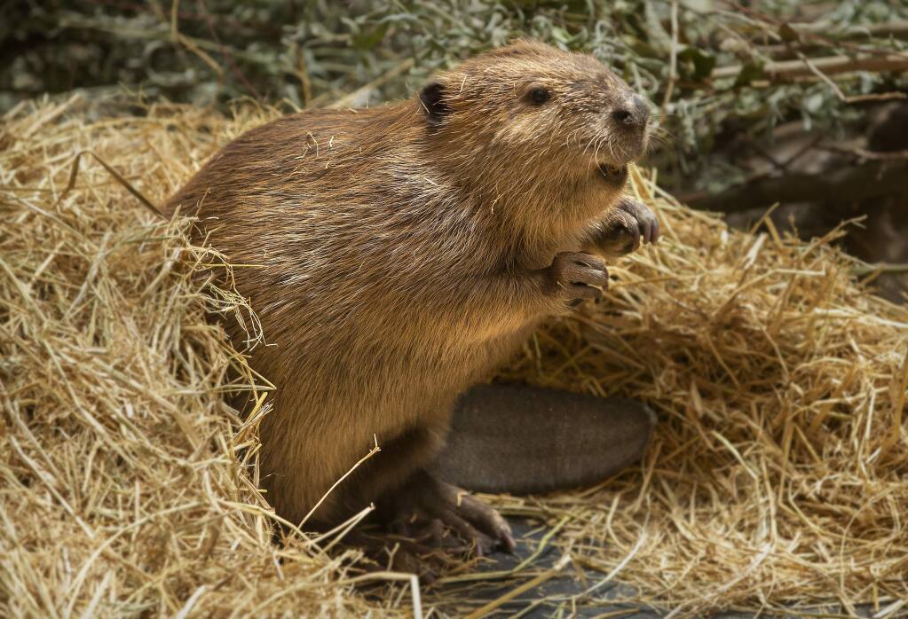 The impact of beavers on water flow and habitat插图2