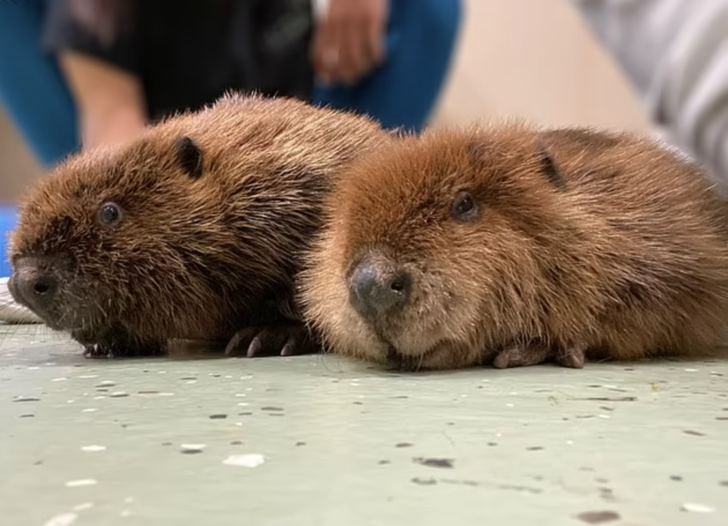 The economic impact of beavers on forestry and agriculture插图