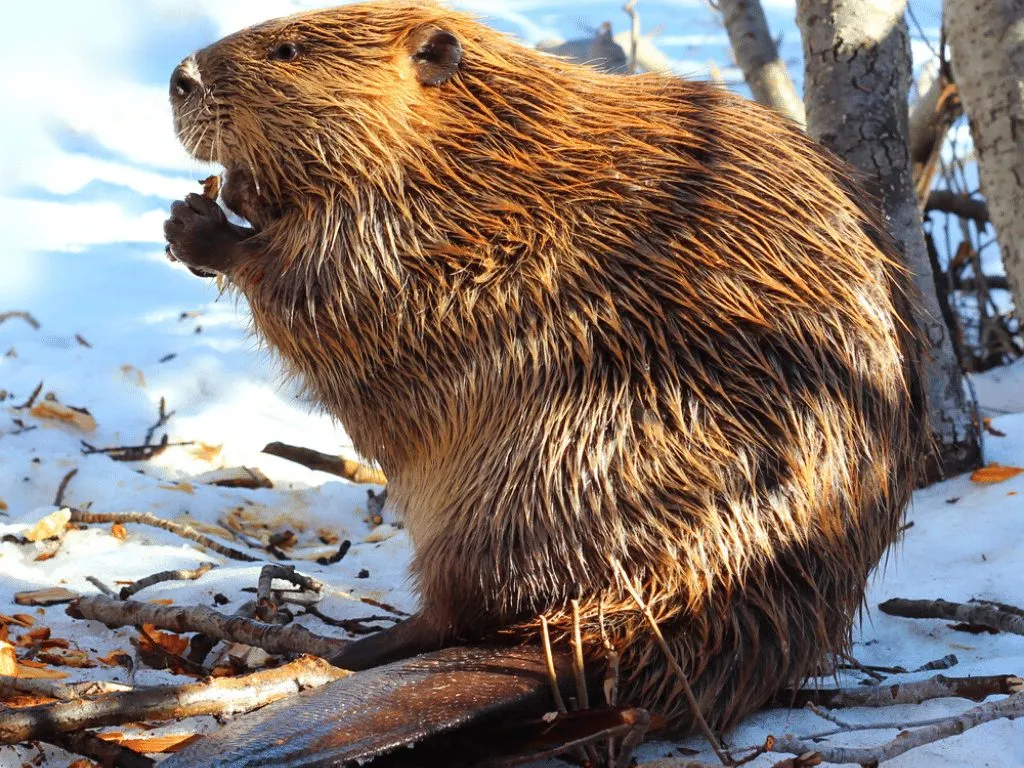 The economic impact of beavers on forestry and agriculture插图1