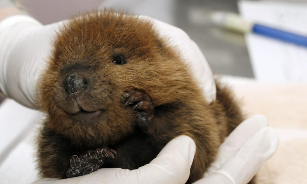 How to create a habitat for beavers?插图