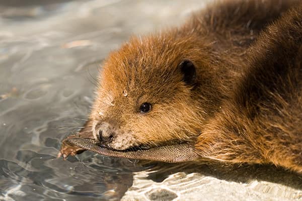 How to create a habitat for beavers?插图2