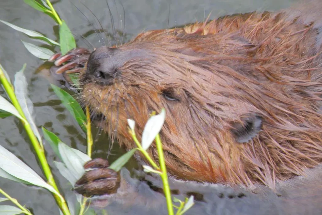 The Importance of Protecting Beavers from Habitat Destruction插图1