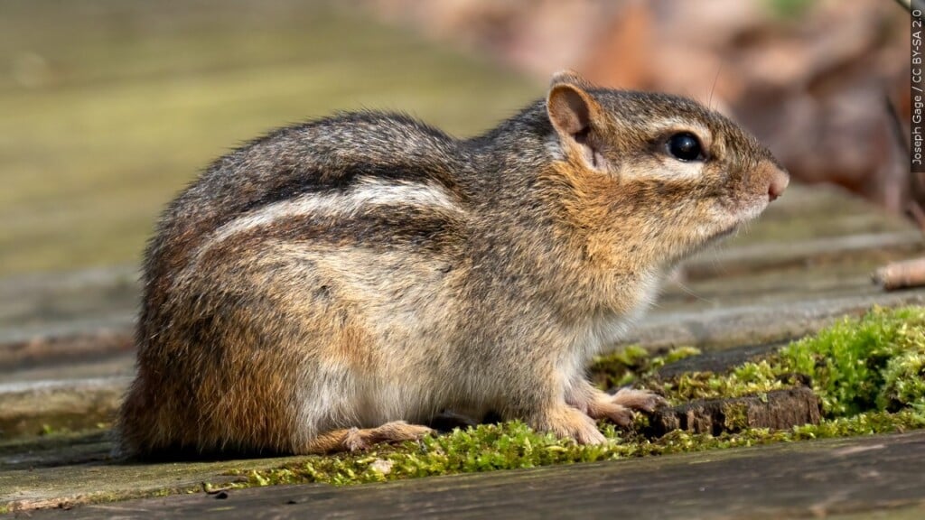 Chipmunks and Their Burrows – An In-Depth Exploration插图
