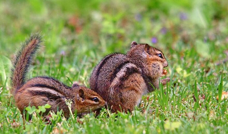 Chipmunks and Their Burrows – An In-Depth Exploration插图1