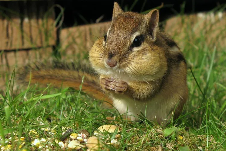 Chipmunks and Their Burrows – An In-Depth Exploration插图2