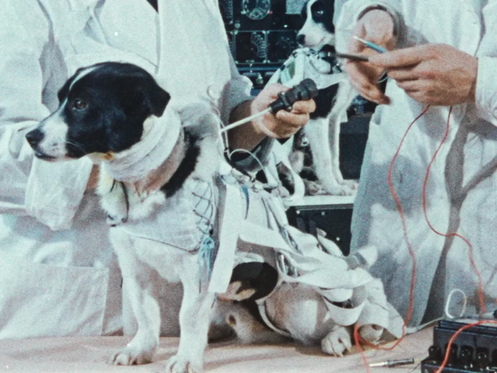 The story of Laika