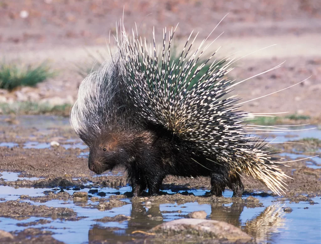 How to safely catch and relocate porcupines?插图