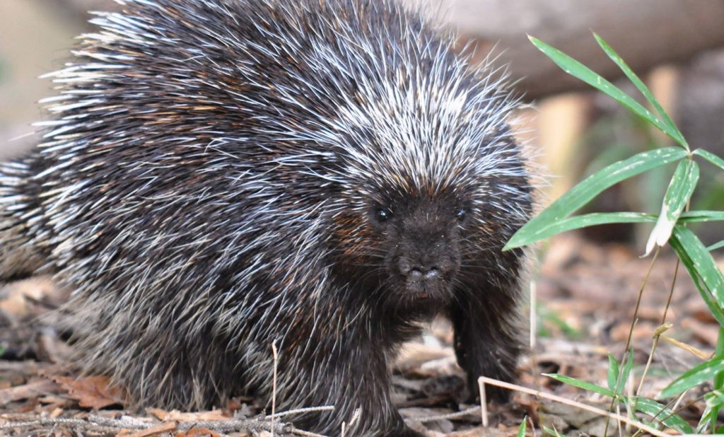 How to safely catch and relocate porcupines?插图1