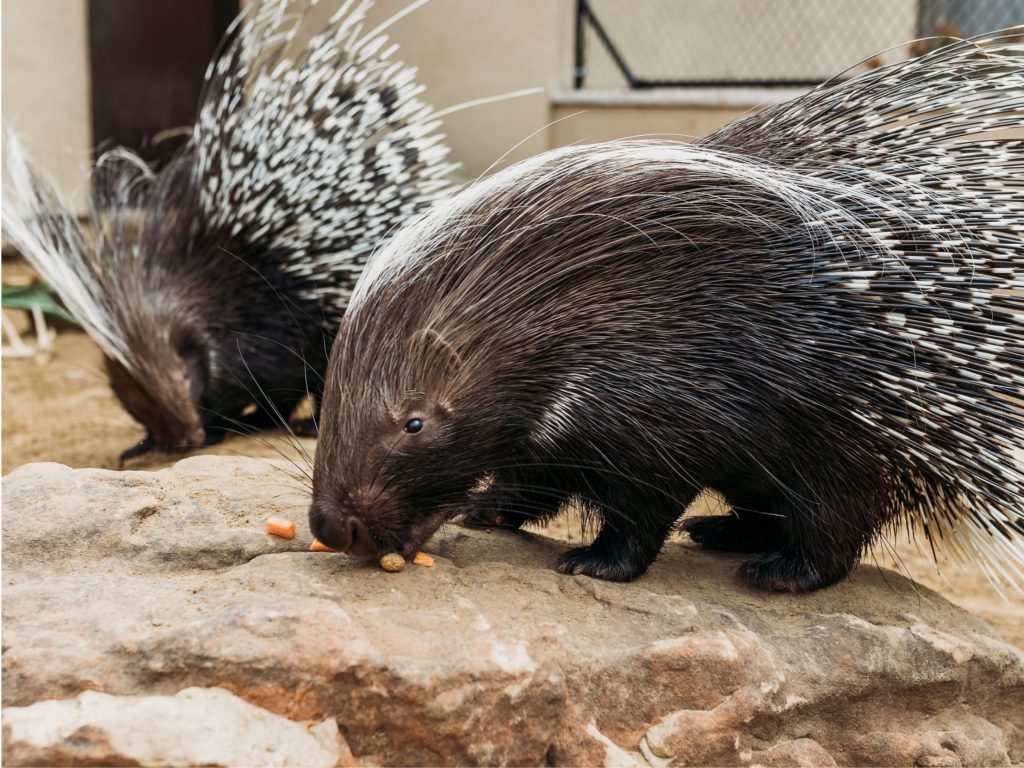 How to safely catch and relocate porcupines?插图2