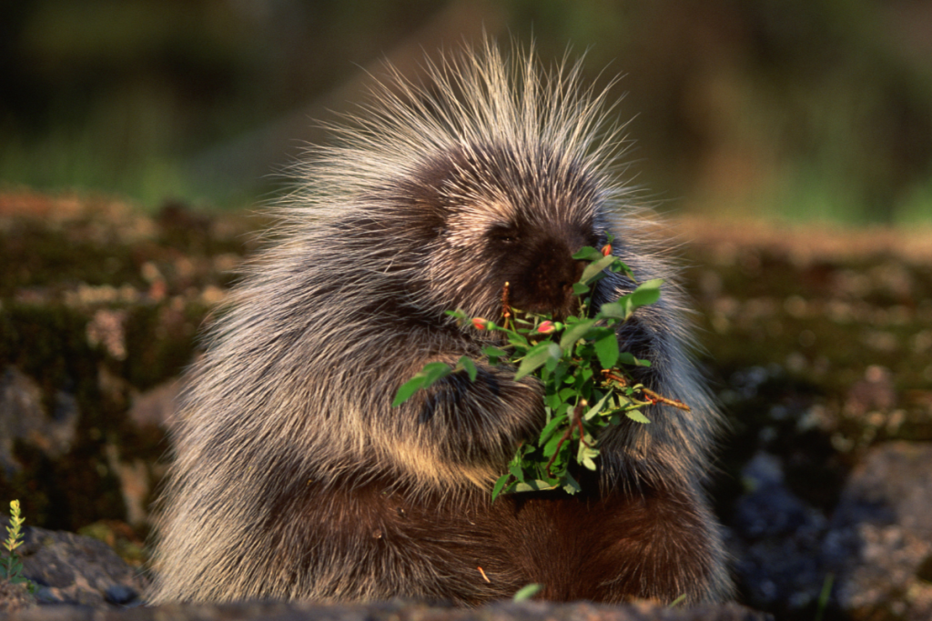 The lifespan of porcupines插图