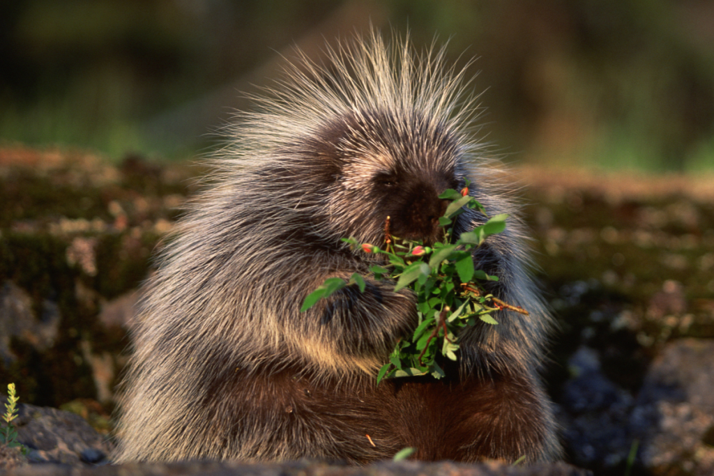 What do porcupines eat?插图