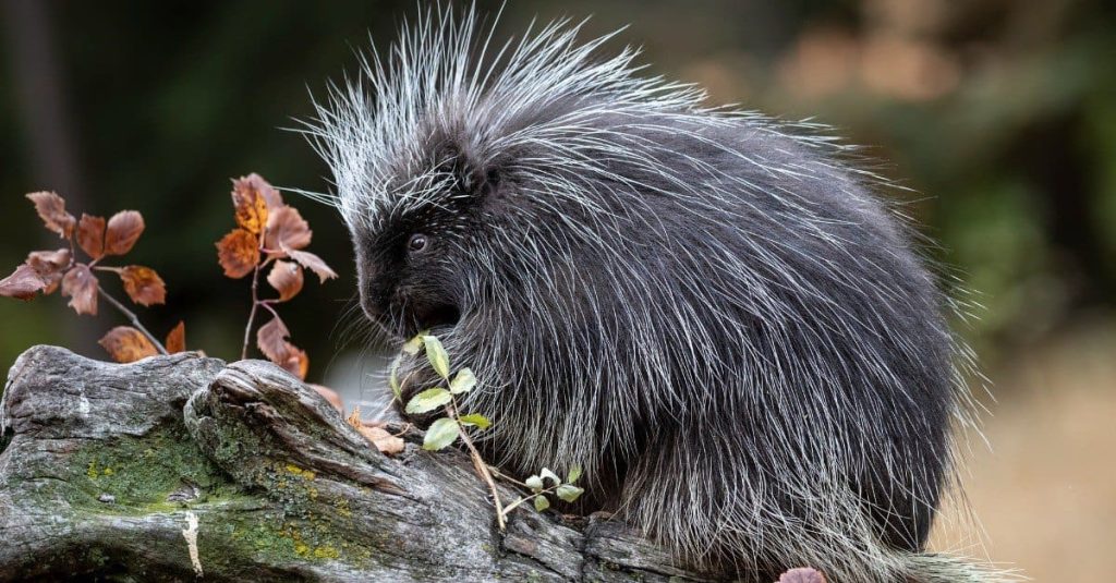 The lifespan of porcupines插图1