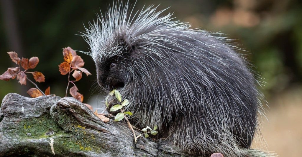 What do porcupines eat?插图1