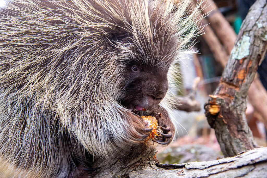 The lifespan of porcupines插图2