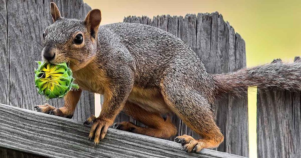 The history and evolution of squirrels插图