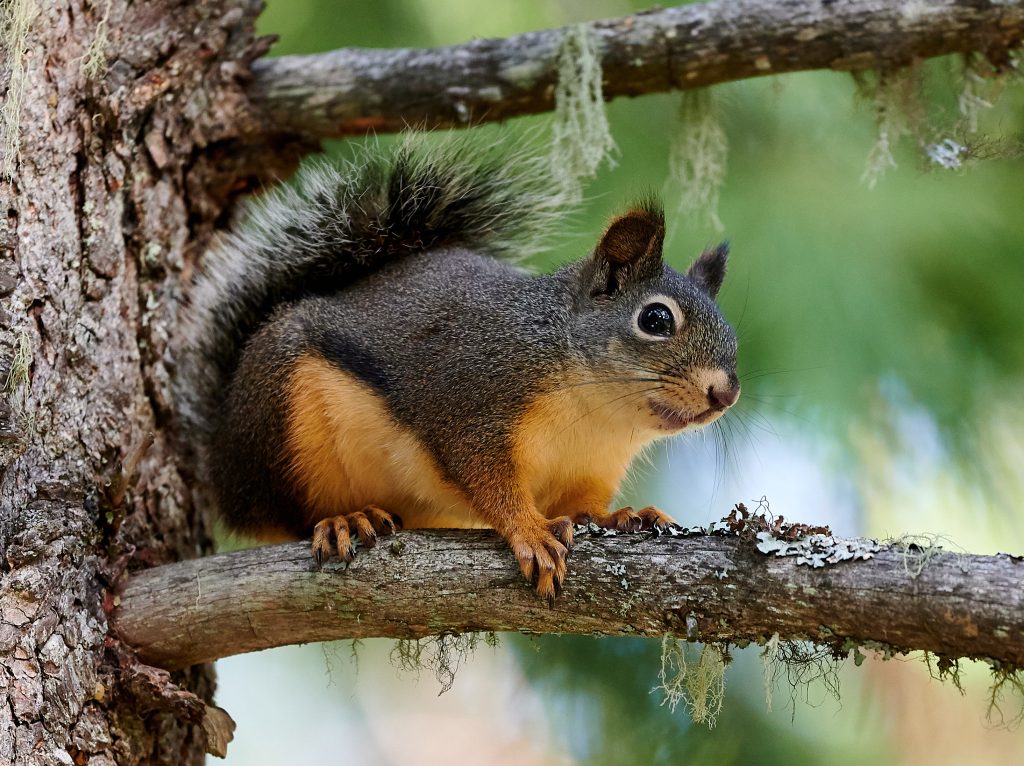 The different types of squirrels and their unique characteristics插图1