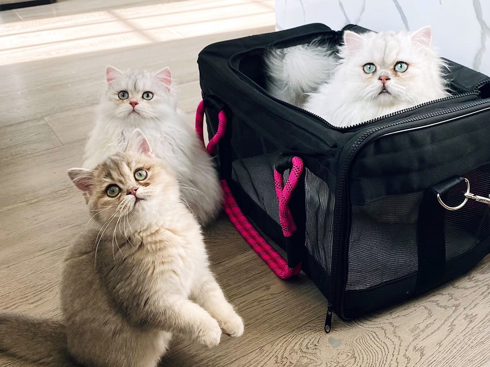 How a Cat Carrier Can Help with Training and Behavior Modification