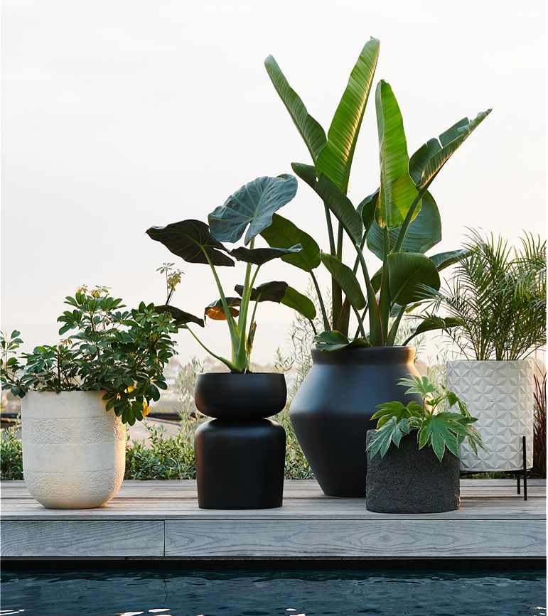 Which plants are good for the environment?