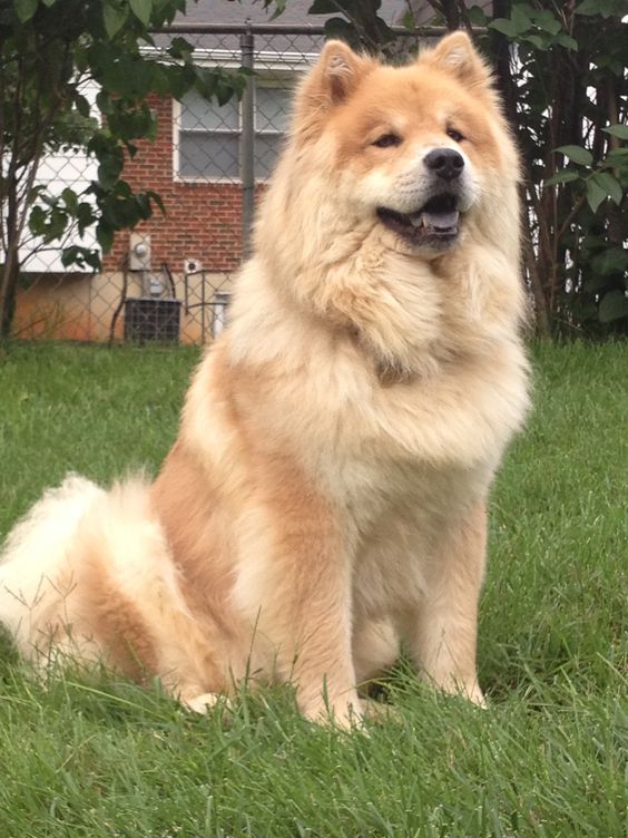 Best 250 Boy Dog Names