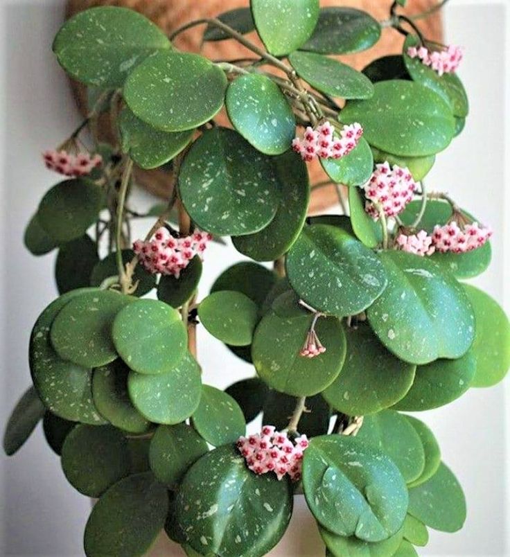 Comment créer un mur végétal avec des fausses plantes