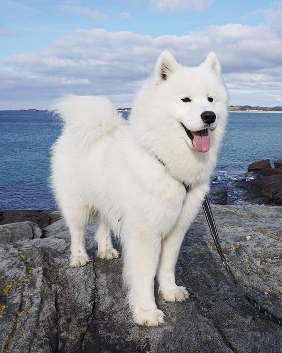 Why Does My Dog’s Urine Smell Strongly of Ammonia?