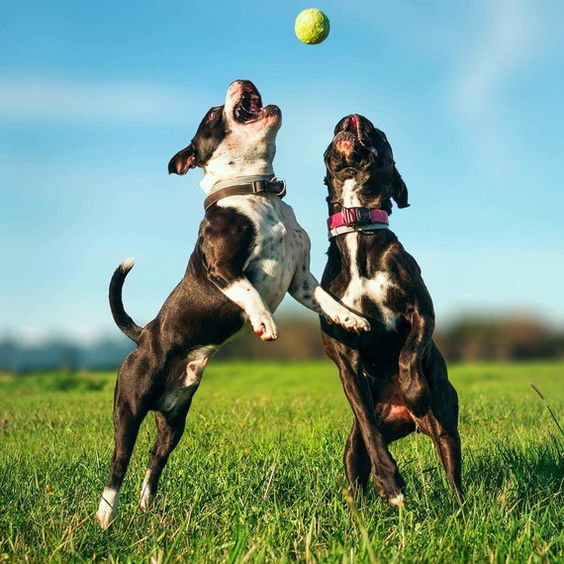 Does Neutering Help With Successful Potty Training?