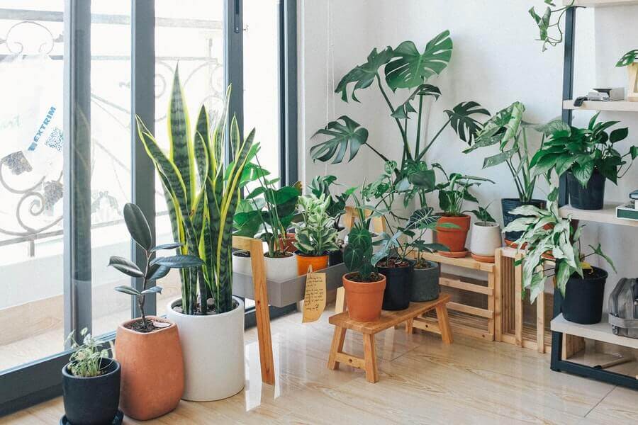 How to Choose the Right Artificial Plants for Your Home