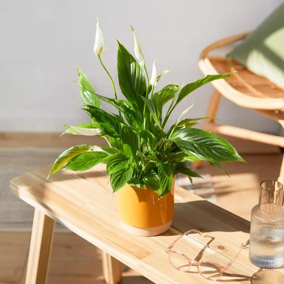 Which Plants Can Improve Your Mental Health?