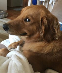 Why does my dog give me a side eye?