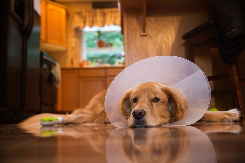 Proper maintenance and cleaning of a Dog’s Elizabethan collar