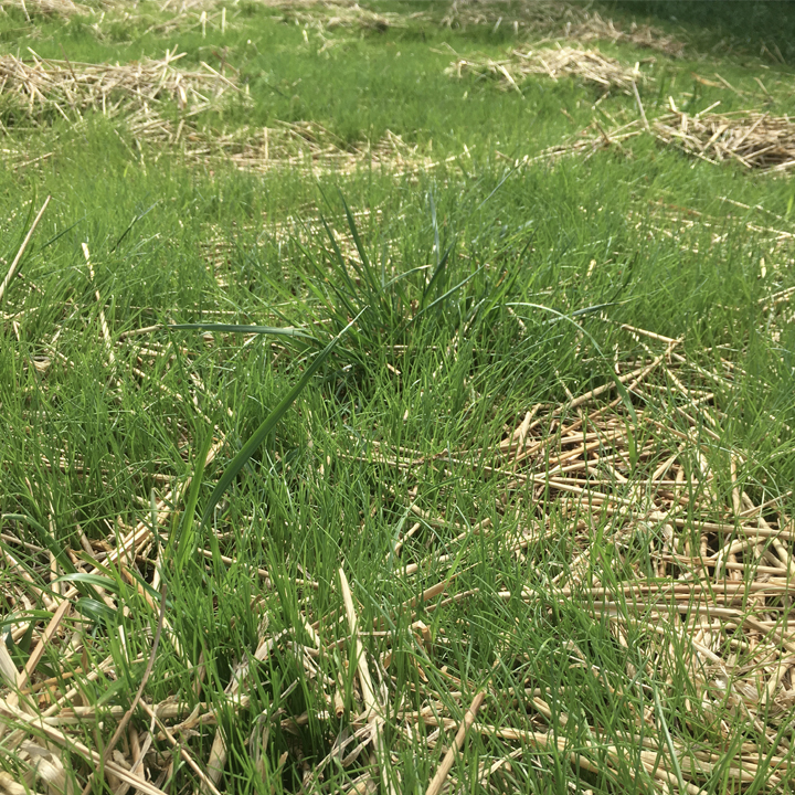 Grass