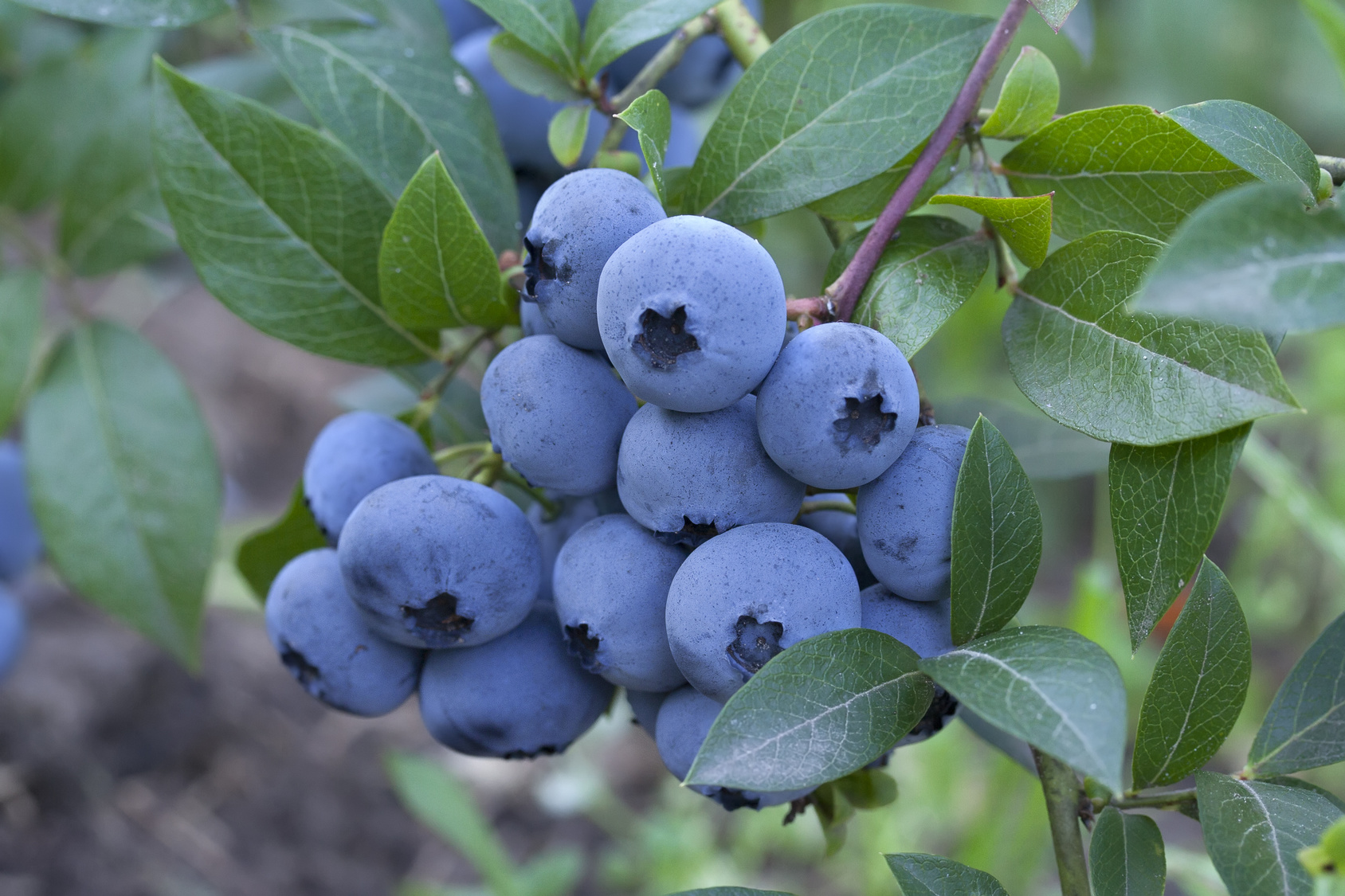 What Plants Should Not Plant Next to Blueberries?