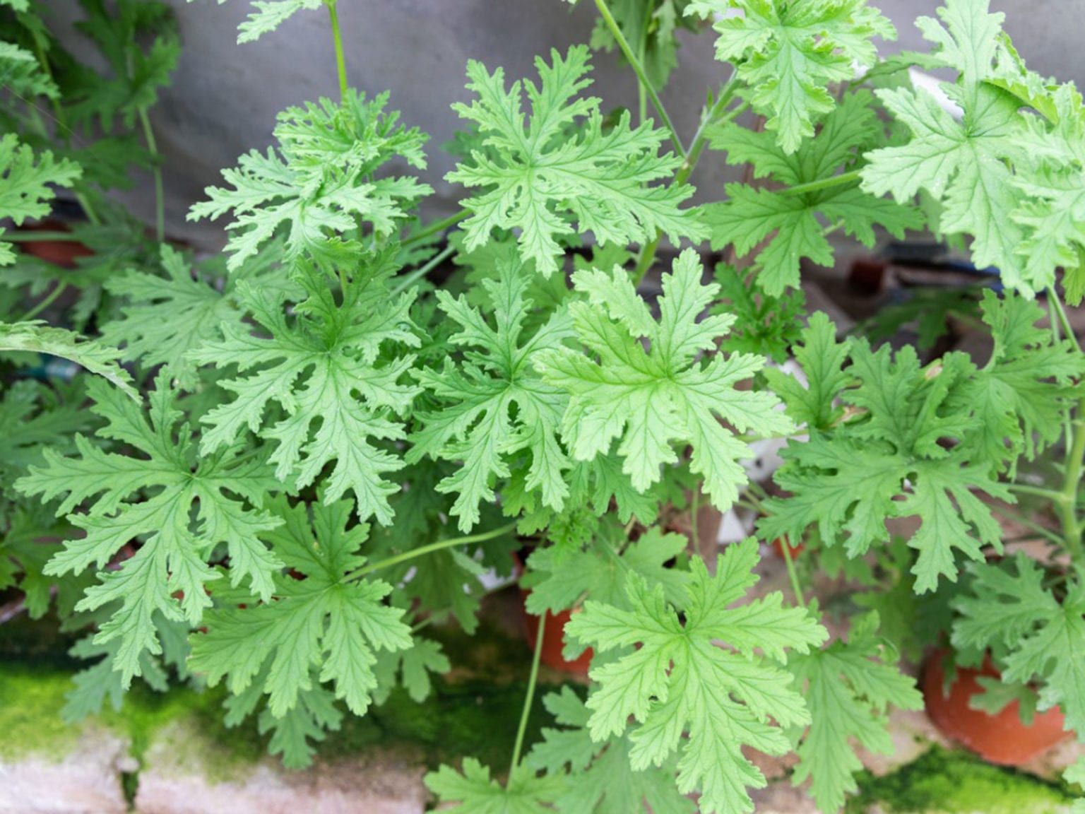 Citronella