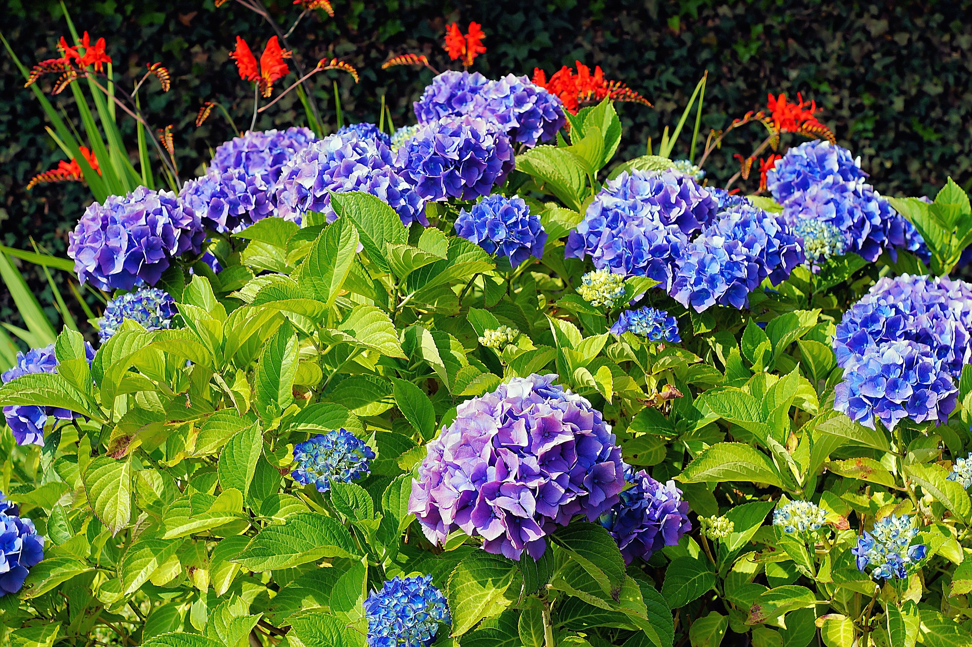 Where is the Best Place to Plant a Hydrangea?