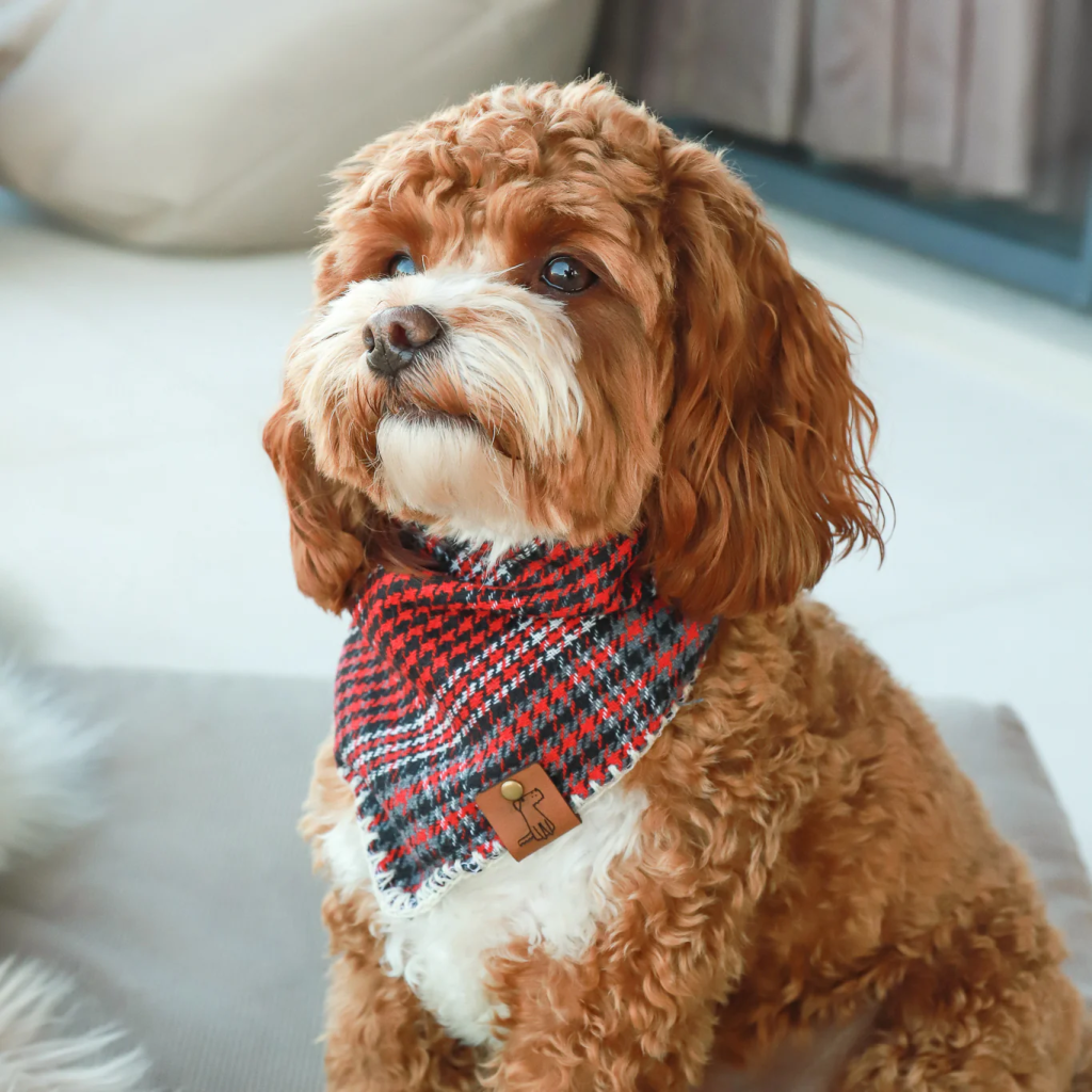 How to Measure Your Dog for a Perfectly Fitting Bandana