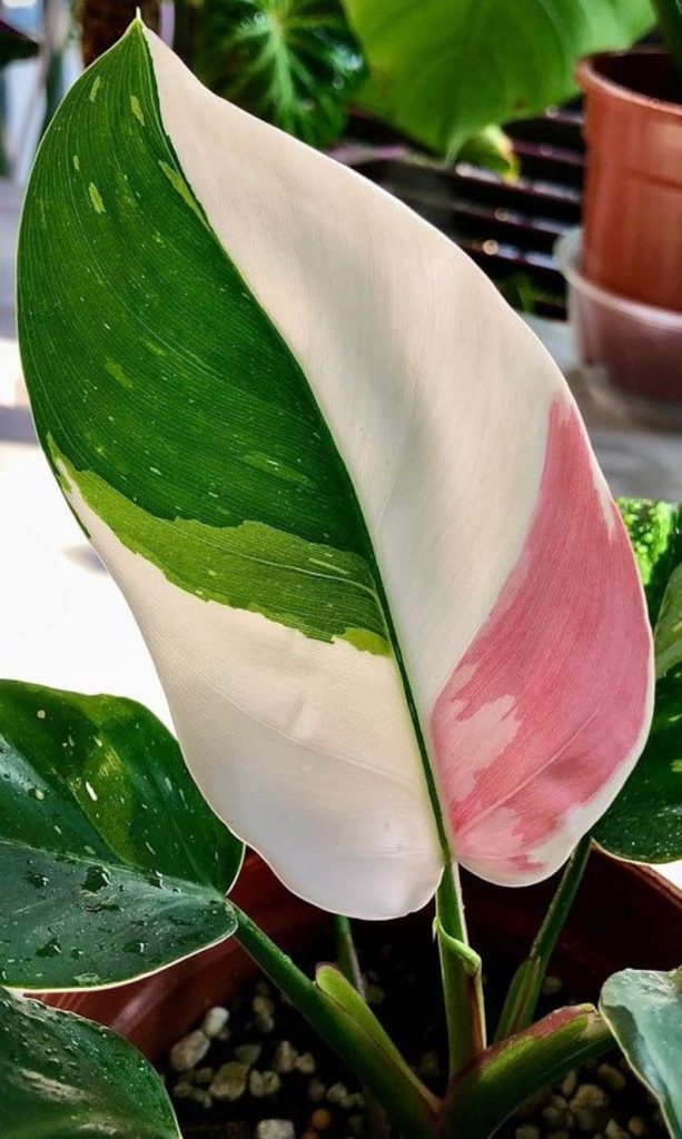 How to Grow and Care for Philodendron White Wizard ?