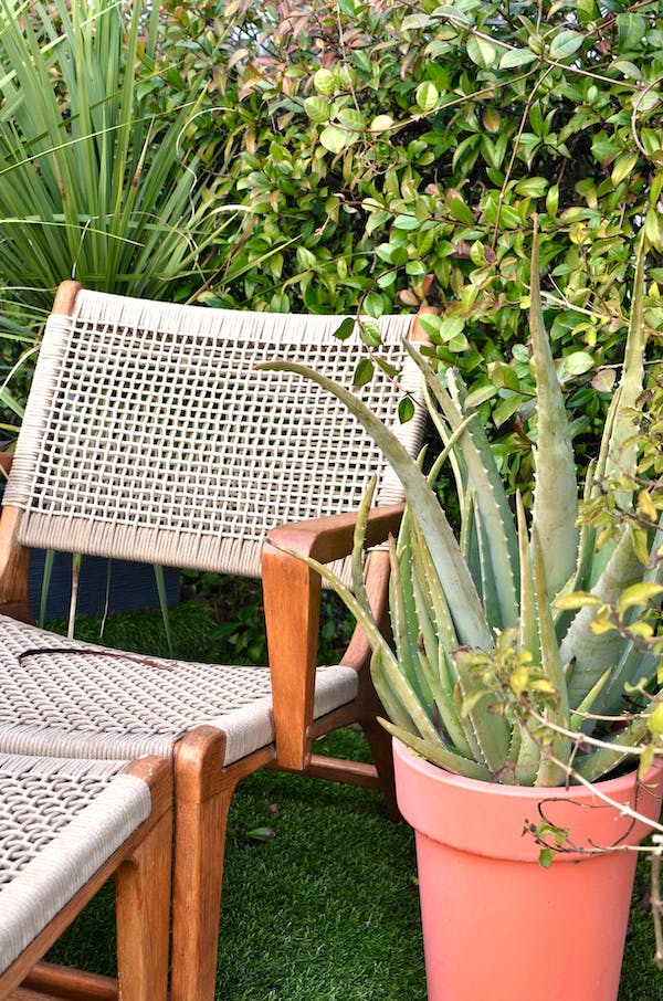 How Much Water Does Aloe Plant Need?