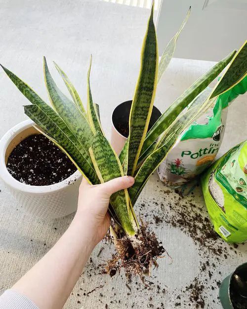 How to Propagate a Snake Plant ?