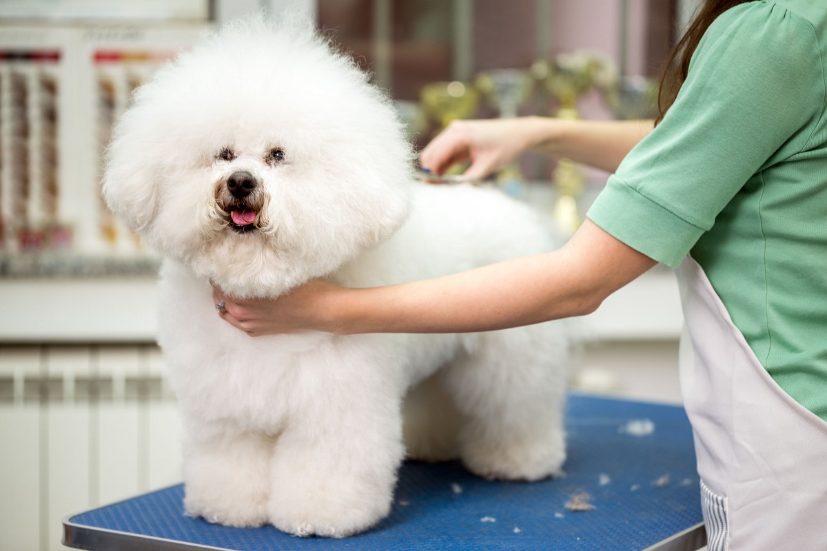 The Impact of Motor Power on Performance of Dog Hair Clippers