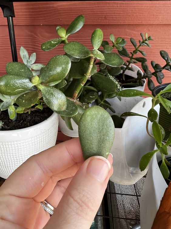 Why is My Jade Plant Dropping Leaves and How to Save it ?