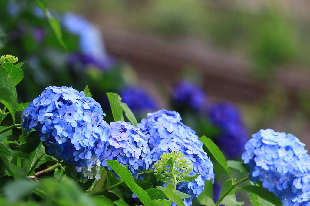 Hydrangea Plants